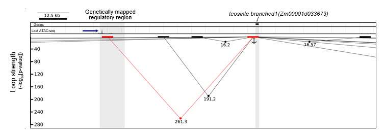 A chromatin loop connect a distant cis-regulatory element to the teosinte branched1 gene