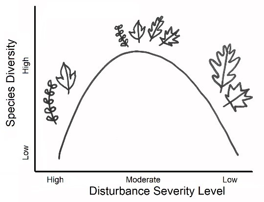 A depiction of the Intermediate disturbance hypothesis, which predicts species diversity based on disturbance severity level