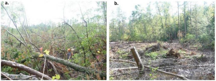 The study site post-wind disturbance (a.) compared to wind + salvage logging (b.)