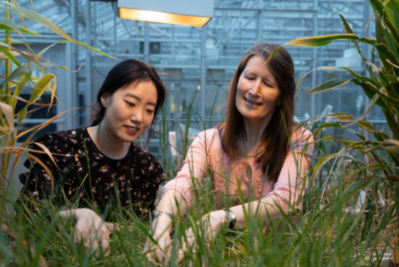 Graduate student Soyeon Choi and professor Katrien Devos working with Pearl millet, a type of grass, in the greenhouse.