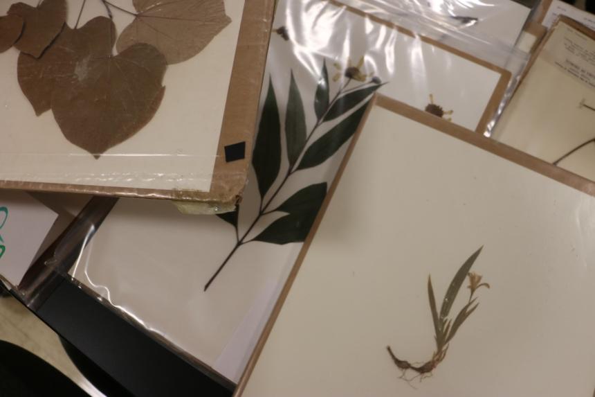 herbarium specimens on table
