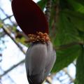 medium_Banana Tree Flower.JPG