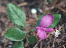 polygala%20paucifolia2.jpg