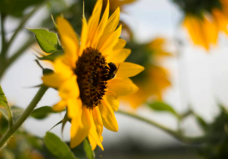 Sunflower image