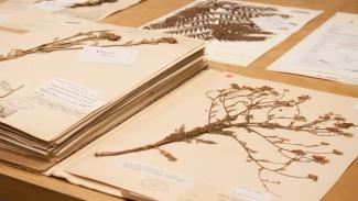 Herbarium pressed plants