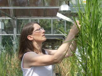 Dr. Devos examines a finger millet plant in a greenhouse