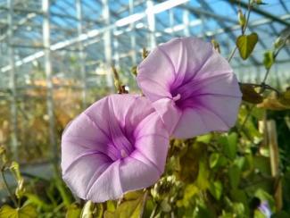 I. trifida, a wild tetraploid relative of sweet potato