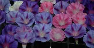 photo of morning glory flowers