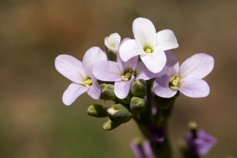 Boechera stricta, Photo by: Patrick Alexander