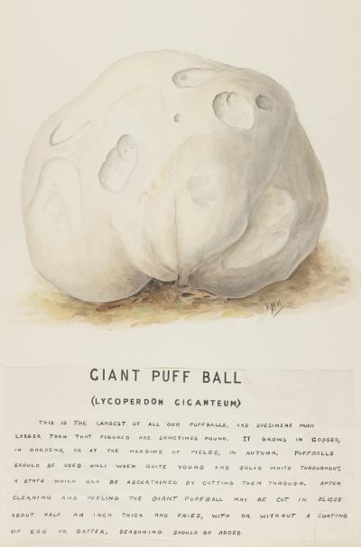 Illustration of Lycoperdon giganteum by Elsie Wakefield