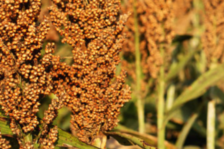Sorghum plant