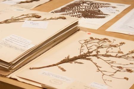 Herbarium pressed plants