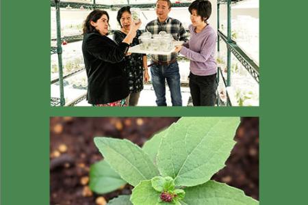 Tsai lab and flowering poplar plant