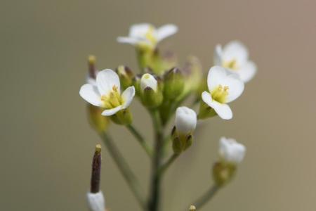 A close up photo of Arabidopsis in flower