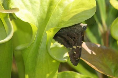 a Sarracenia flava attracting potential prey