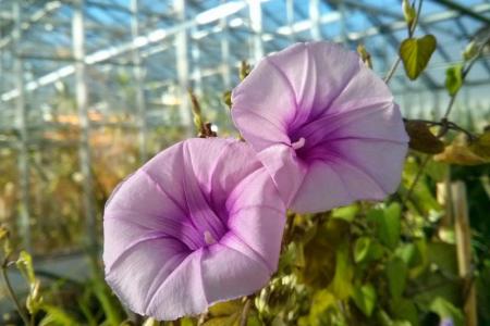 I. trifida, a wild tetraploid relative of sweet potato