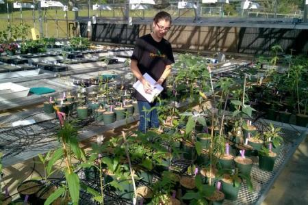 Student tending to potted plants