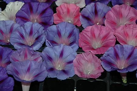 photo of morning glory flowers