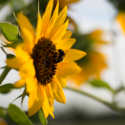 Sunflower image