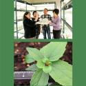 Tsai lab and flowering poplar plant