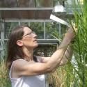 Dr. Devos examines a finger millet plant in a greenhouse