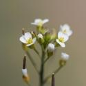 A close up photo of Arabidopsis in flower