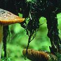 Fungal Biology